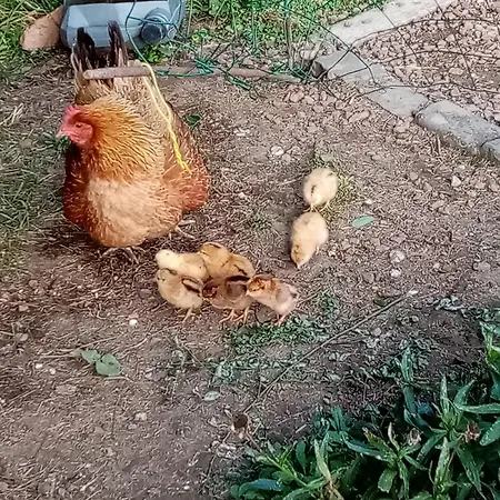 A L'oree Du Bois Bed & Breakfast Fosseux